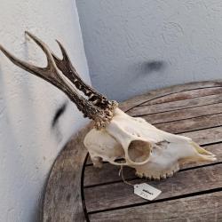 Crâne de chevreuil #733
