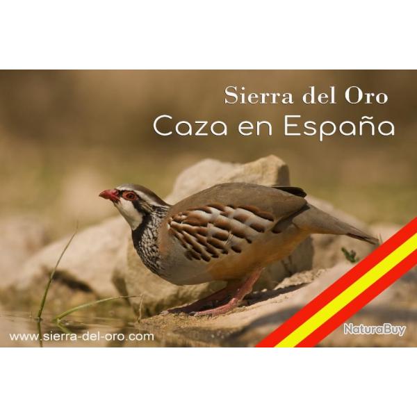 Caccia alla pernice in Spagna 2024- 2025