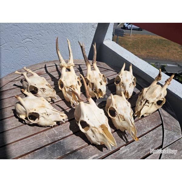 Lot de 8 crnes de chevreuil #800(2)