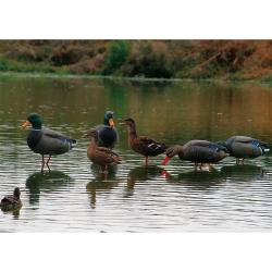 Appelant colvert mâle cou droit sur pied en acier