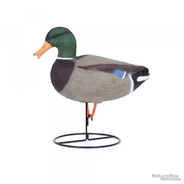 Appelant raliste colvert mle cou droit avec pied