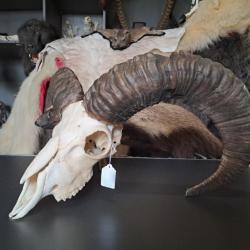 Crâne de mouflon #M2
