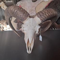 Crâne de mouflon #M10