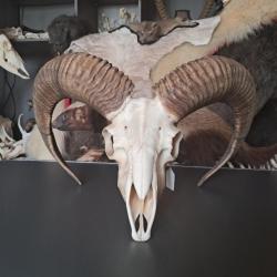 Crâne de mouflon #M4