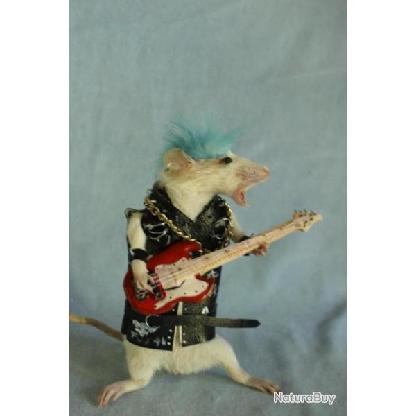 taxidermie rat punk guitar rock star taxidermy rat punk rockeur cabinet de curiosit oditties