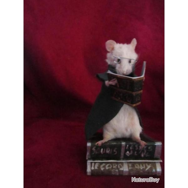 taxidermie rat mouse lectrice taxidermy rat bibliothque curiosit oditties