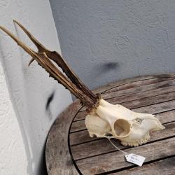 Crâne de chevreuil #730