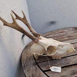 Crâne de chevreuil #735