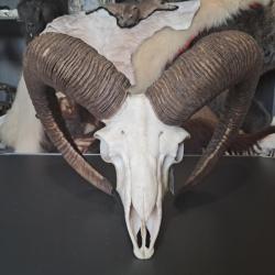 Crâne de mouflon #M5