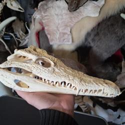 Vrai crâne de crocodile du Nil ; Crocodylus niloticus 32 cm #2701