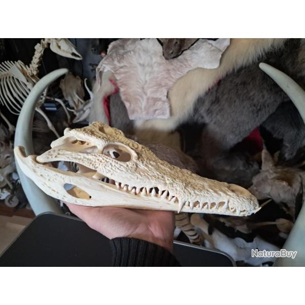 Vrai crne de crocodile du Nil ; Crocodylus niloticus 32 cm #2701