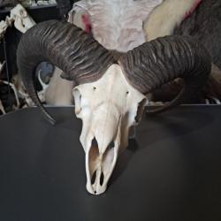 Crâne de mouflon #M6