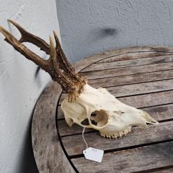 Crâne de chevreuil #739