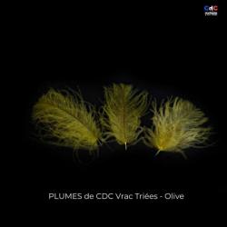 CDC Premium teinté olive