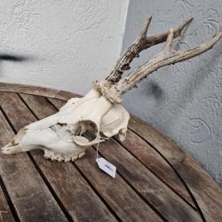 Crâne de chevreuil #744