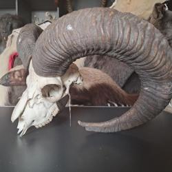Crâne de mouflon #M7