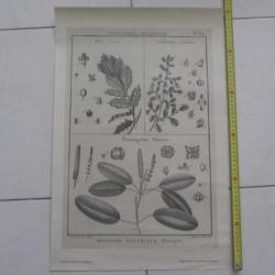 Ancienne planche botanique J. E de Seve
