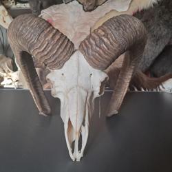 Crâne de mouflon #M8