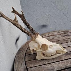 Crâne de chevreuil complet avec mâchoire #742