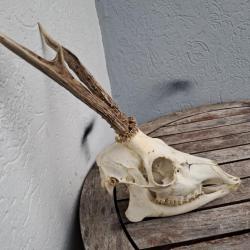 Crâne de chevreuil complet avec mâchoire #743