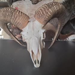 Crâne de mouflon #M9