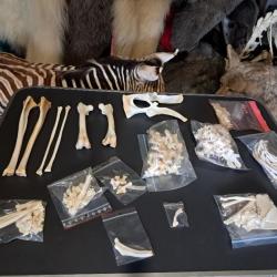Squelette de Wallaby à cou rouge ; macropus rufogriseus ( sans crâne )