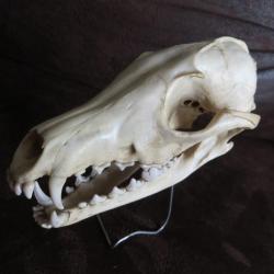 crâne de renard
