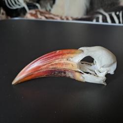 Crâne de calao à bec rouge ; Tockus erythrorhynchus
