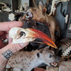 Crâne de calao à bec rouge ; Tockus erythrorhynchus #2