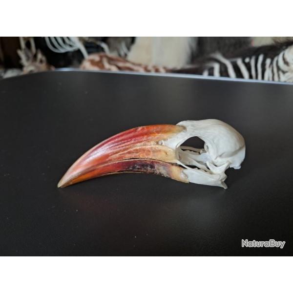 Crne de calao  bec rouge ; Tockus erythrorhynchus