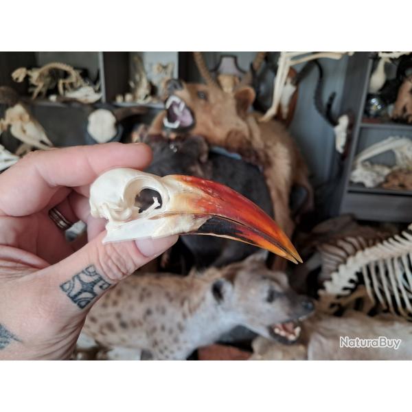 Crne de calao  bec rouge ; Tockus erythrorhynchus #2