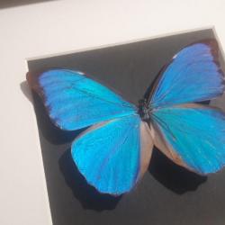 Précommande de Papillon Morpho didius  sous cadre vitrine