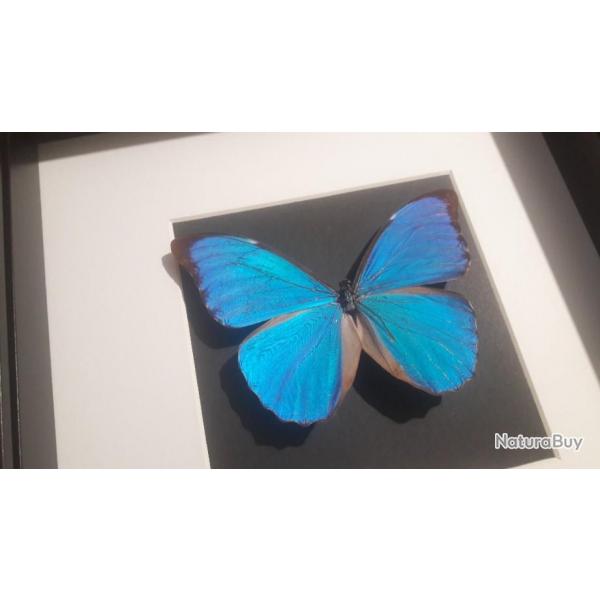 Prcommande de Papillon Morpho didius  sous cadre vitrine