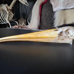 Crâne de Tantale ibis ; cigogne à bec jaune africaine ; Mycteria ibis #2