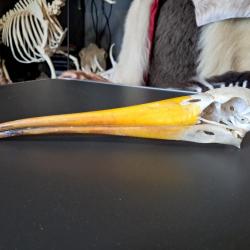 Crâne de Tantale ibis ; cigogne à bec jaune africaine ; Mycteria ibis #3