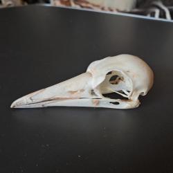 Crâne de Cassican flûteur ; Gymnorhina Tibicen