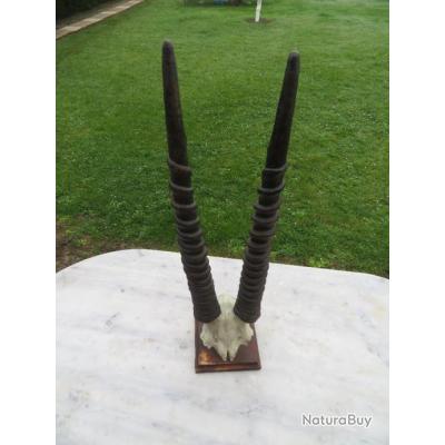 Trophée De Chasse / Massacre - Objet Déco Cabinet De Curiosité - Daté 1993