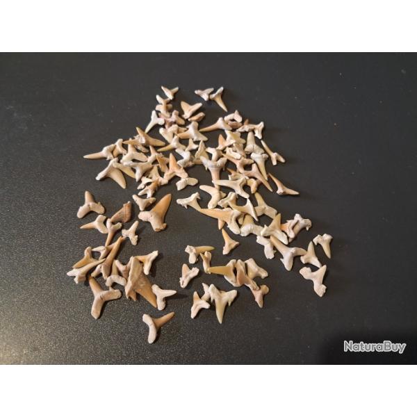 Lot de 100 fossiles de dents de requins #4