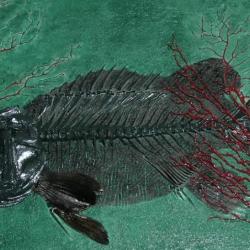 squelette de poisson cernier en bas relief