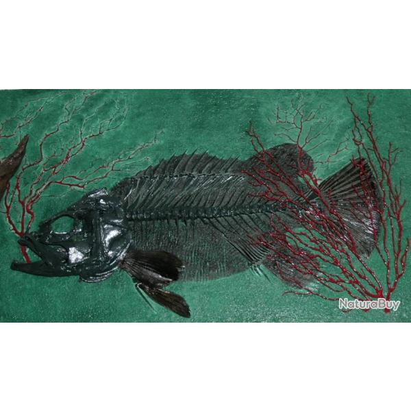 squelette de poisson cernier en bas relief