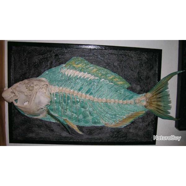 squelette de poisson perroquet