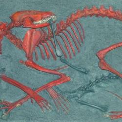 Squelettes de renard et lapin en bas relief