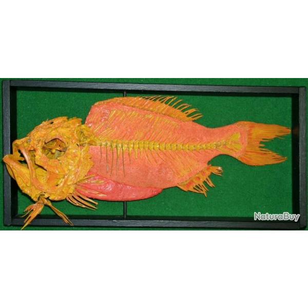 squelette de poisson empereur