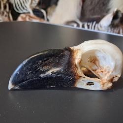 Crâne de grand corbeau d'Ethiopie ; Corvus crassirostris