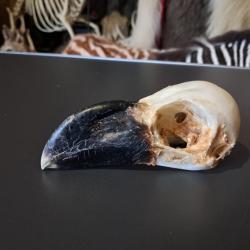 Crâne de grand corbeau d'Ethiopie ; Corvus crassirostris #2