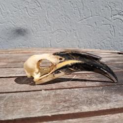 Crâne de calao à bec noir ; Lophoceros nasutus #1