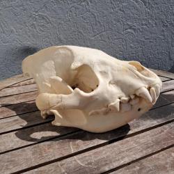 Crâne de Hyène tachetée ; Crocuta crocuta