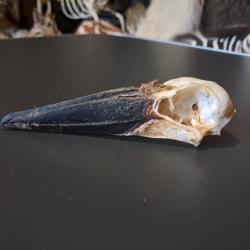 Crâne d' Ombrette Africaine ; Scopus umbretta #1