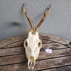 Crâne de chevreuil #745