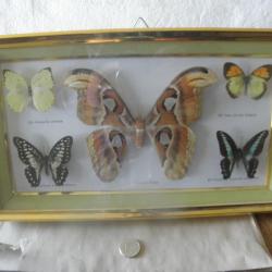 papillons de taxidermie  encadree 37  x 21 x 3 cm